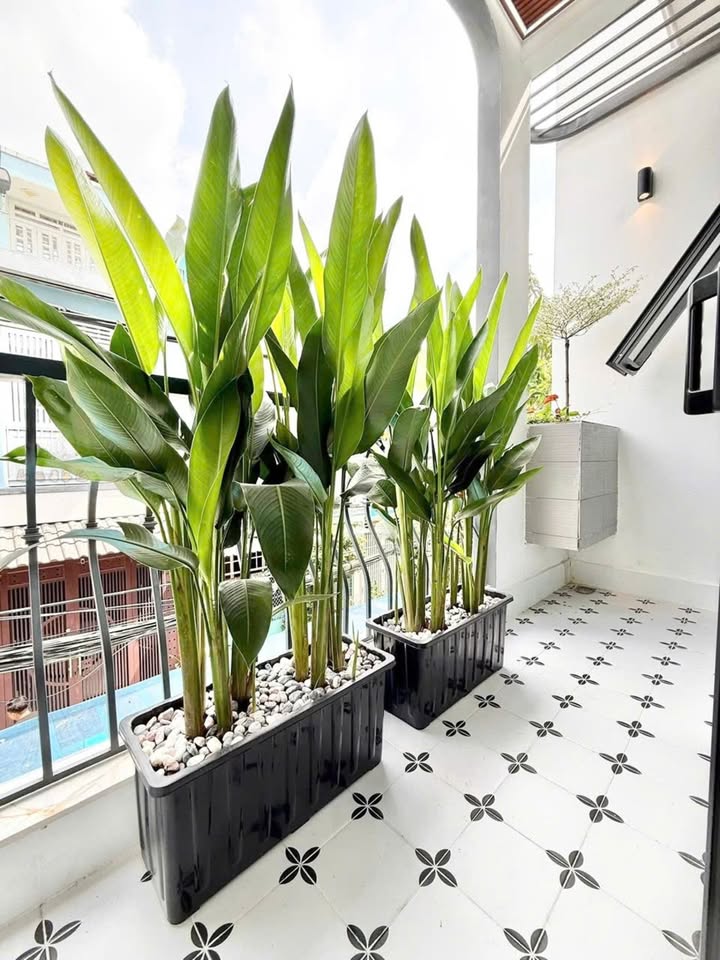 Nhà hẻm xe tải 56m² tại Tân Phú giá 5.65 tỷ - Giảm ngay 500 triệu!