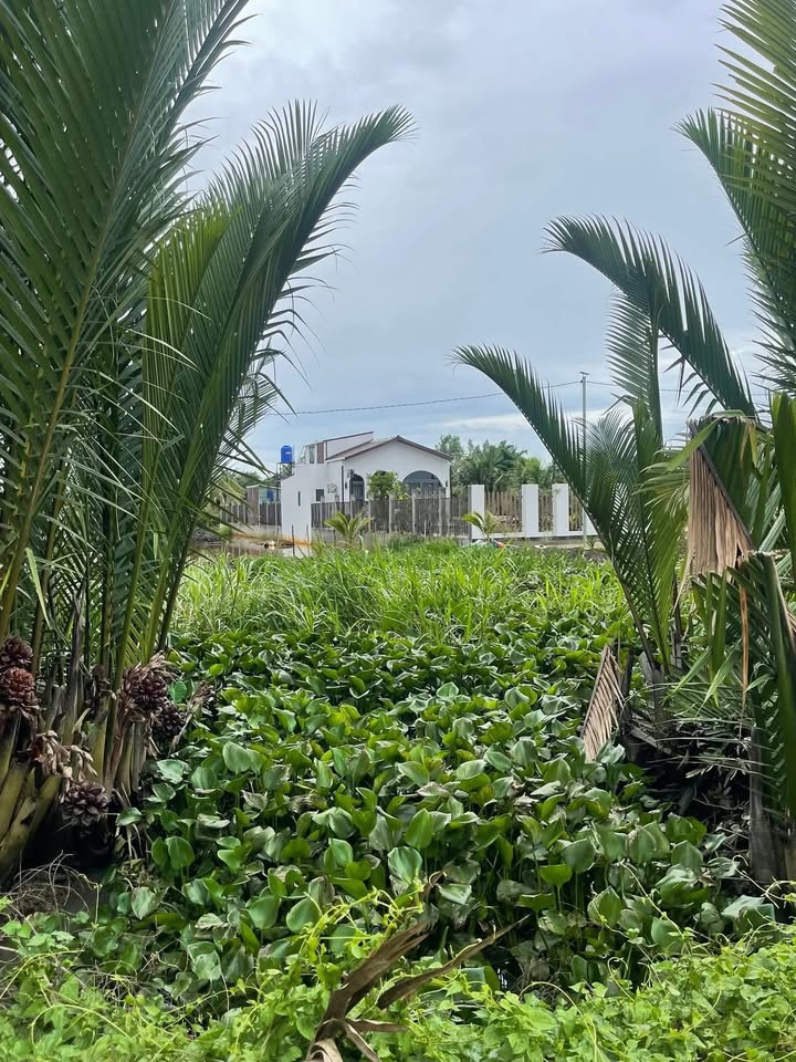 Đất vườn 1000m² tại Lương Bình, Bến Lức, giá 800 triệu - Cơ hội đầu tư hấp dẫn!