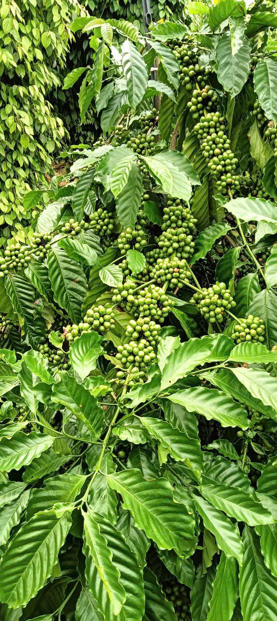 Đất Farm 7 sào tại xã Ea Nam, huyện Ea H'leo, Đắk Lắk - Giá chỉ 2.5 tỷ, phù hợp đầu tư kinh doanh!