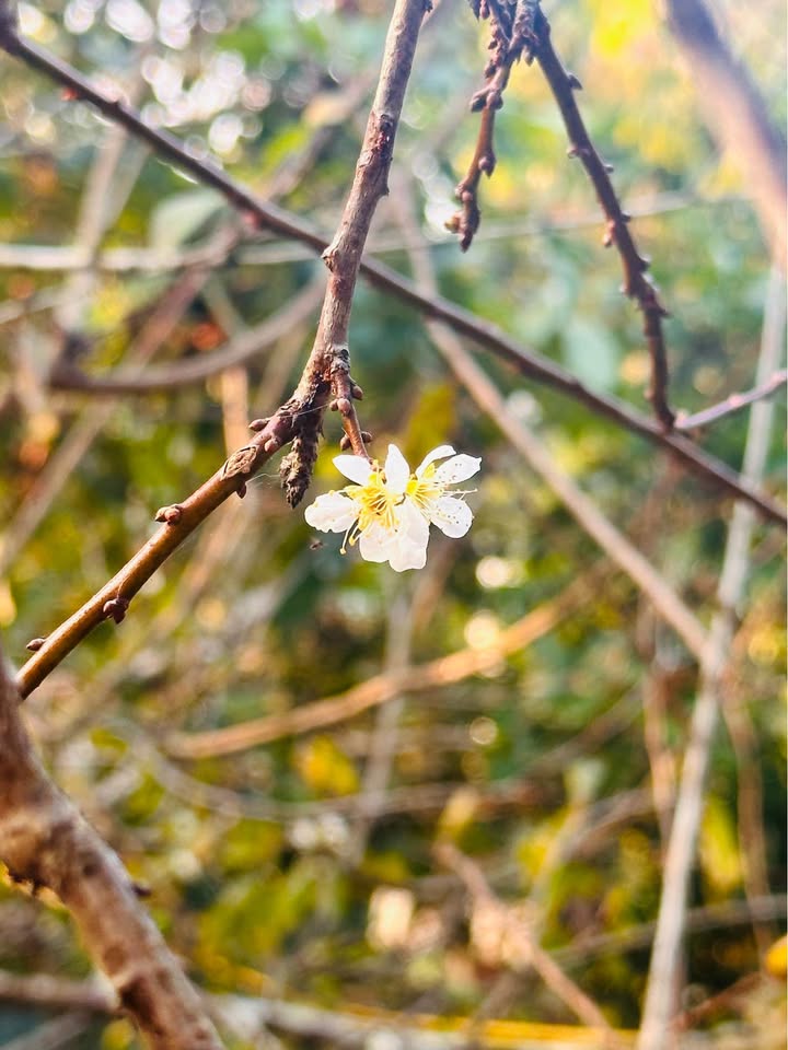 Đất ở đô thị gần Đại học Tây Bắc, Sơn La 200m² - Giá chỉ 4.x tỷ