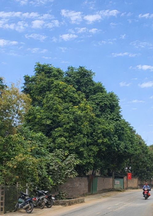 Đất ở Ngọc Xuân 71m² giá 1.x tỷ - Đầu tư sinh lời ngay!