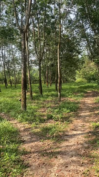 Đất vườn 2044m² Nhuận Đức, Củ Chi - Giá chỉ 7 tỷ, có tiềm năng thổ cư!