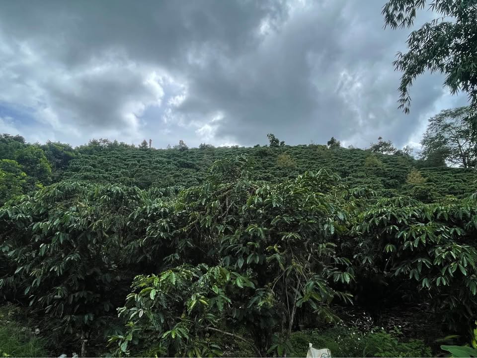 Đất nền 2ha mặt đường lớn xã Đinh Trang Thượng - Giá chỉ 4.8 tỷ!