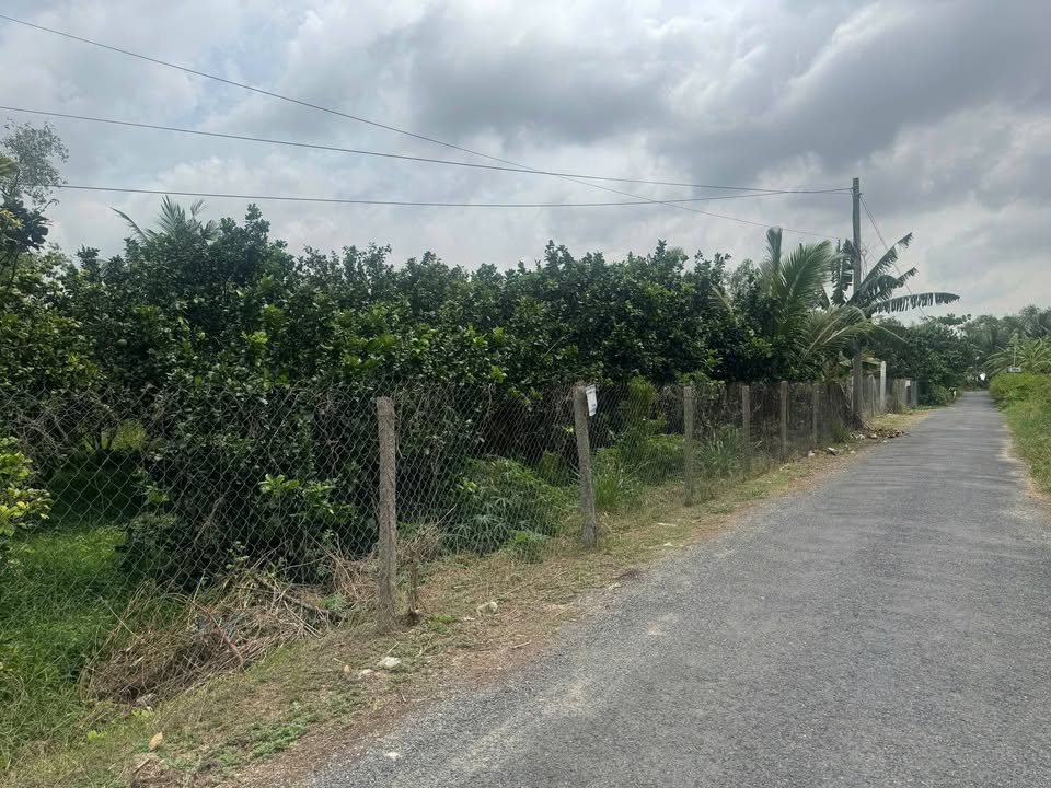 Bán lô đất thổ cư Lộ Nhựa, Quới An, Vũng Liêm - Giá 230 triệu/nền