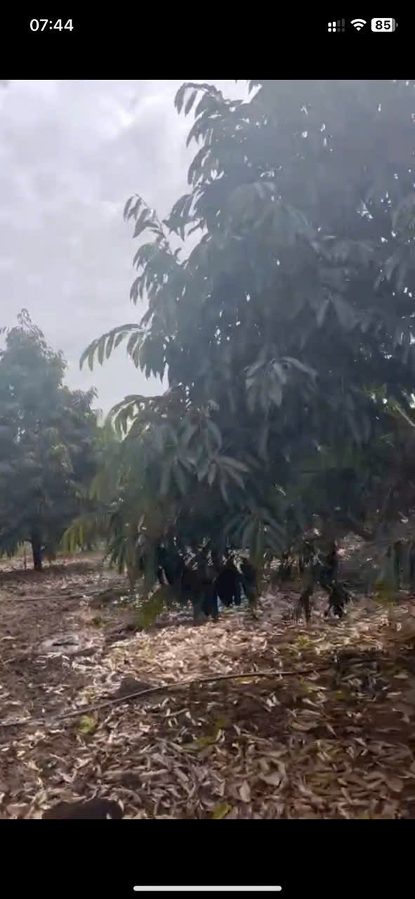 Farm Phú Thạnh 20.000m² giá 2.3 tỷ - Nghỉ dưỡng lý tưởng tại TP.HCM!