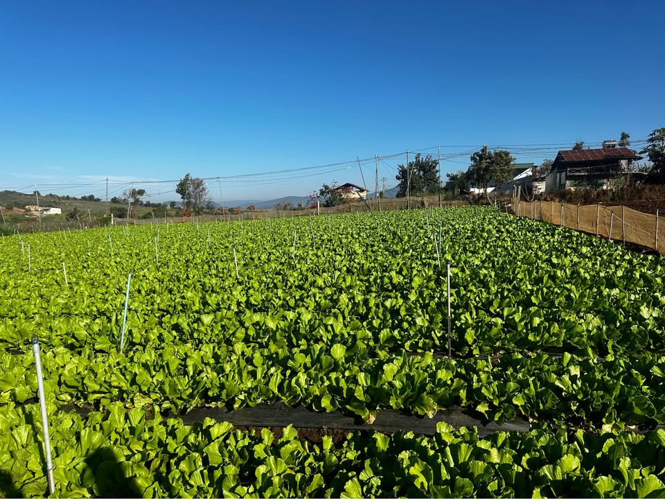 Lô đất xã Đơn Dương 40.000m² giá 1.8 tỷ - Chính chủ cần bán gấp!