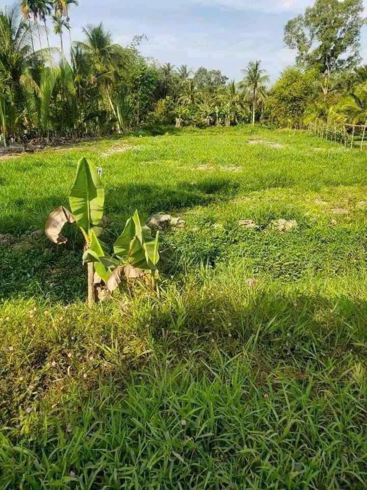 Đất nền 217m² mặt tiền đường Huyện 44, Loan Mỹ, giá chỉ 380 triệu - Sổ riêng, pháp lý rõ ràng!