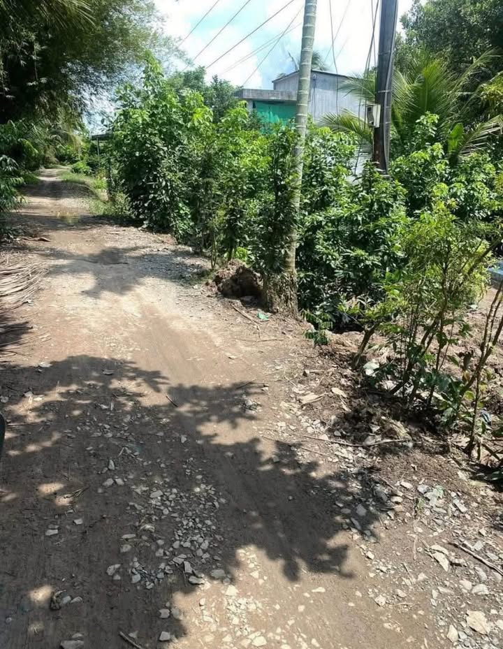 Đất nền 3129m² xã Mỹ Thạnh Trung huyện Tam Bình chỉ 6.24 tỷ - Cơ hội đầu tư sinh lời!