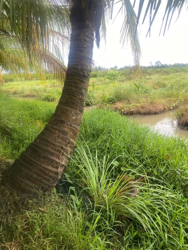 Đất nền 3000m² đường Nước Tự Chủ Trà Ôn Vĩnh Long giá chỉ 4.8 tỷ - Tiềm năng sinh lợi cao!