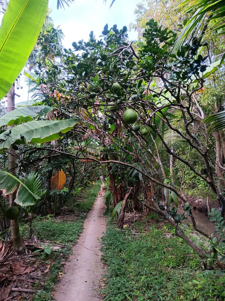 Đất vườn 6.6 công Lương Quới, Giồng Trôm, Bến Tre giá 16.2 tỷ - Cần bán gấp!