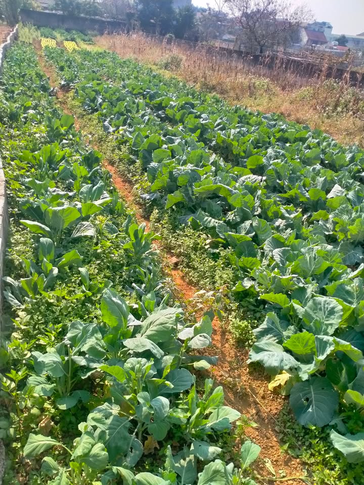 Đất vườn tại Trần Đăng Ninh, Lạng Sơn 2000m² - Pháp lý rõ ràng, giá tốt!