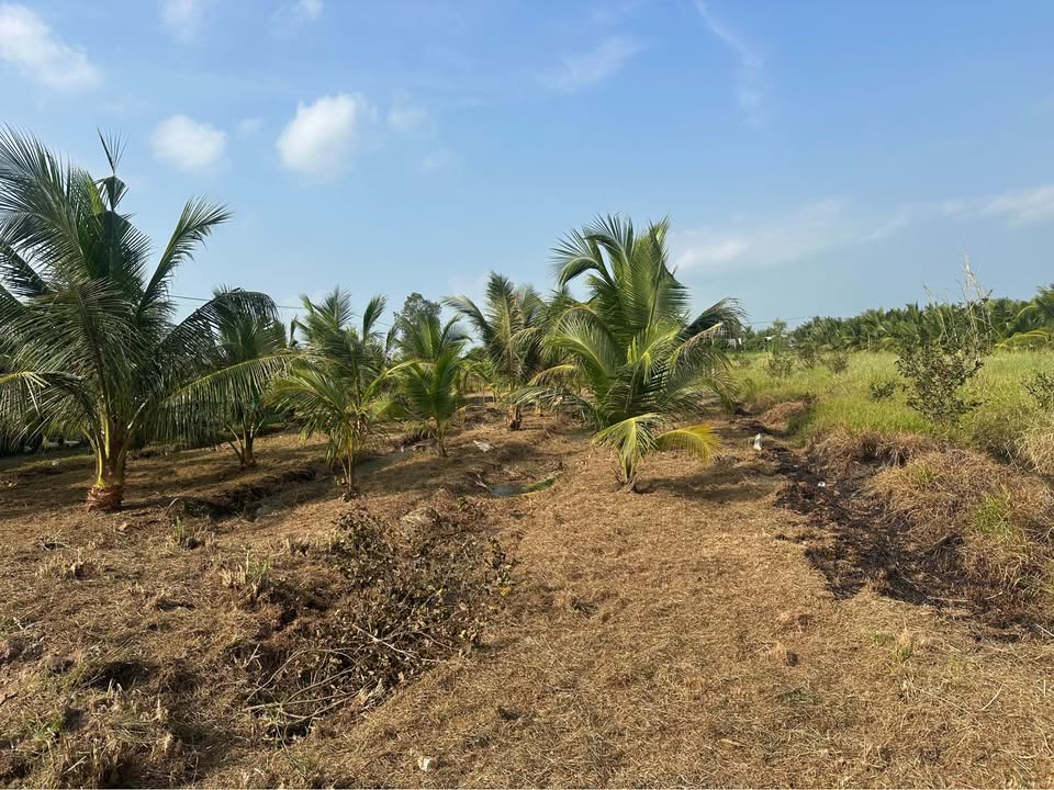 Đất vườn dừa 1200m² xã Tân Thới, Tiền Giang - Giá chỉ 695 triệu