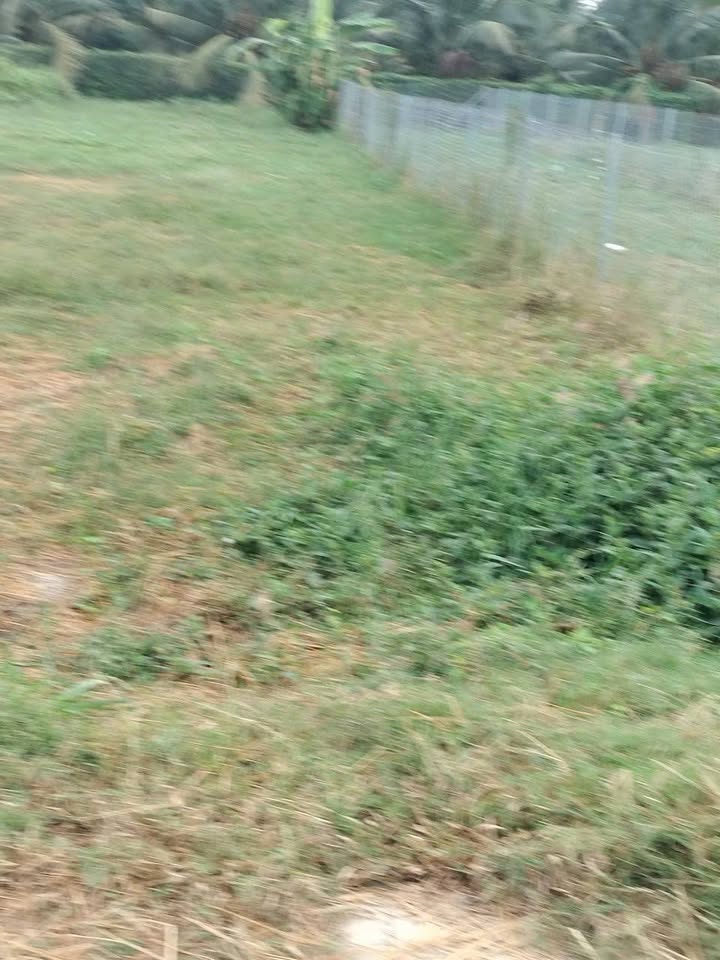 Đất nền ấp Thạnh Bình, xã Vĩnh Kim, 200m² giá 380 triệu - Sổ đỏ chính chủ, thương lượng ngay!