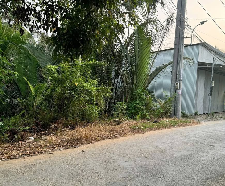 Đất vườn 1000.8m² tại Nhơn Thạnh, Bến Tre - Giá chỉ 2 tỷ, cơ hội đầu tư hấp dẫn!