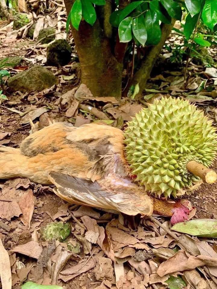 Đất Farm 6.7 hecta tại Xã Phú Xuân, Huyện Tân Phú, Đồng Nai - Giá chỉ 250 triệu/1 sào, đầu tư sinh lời!