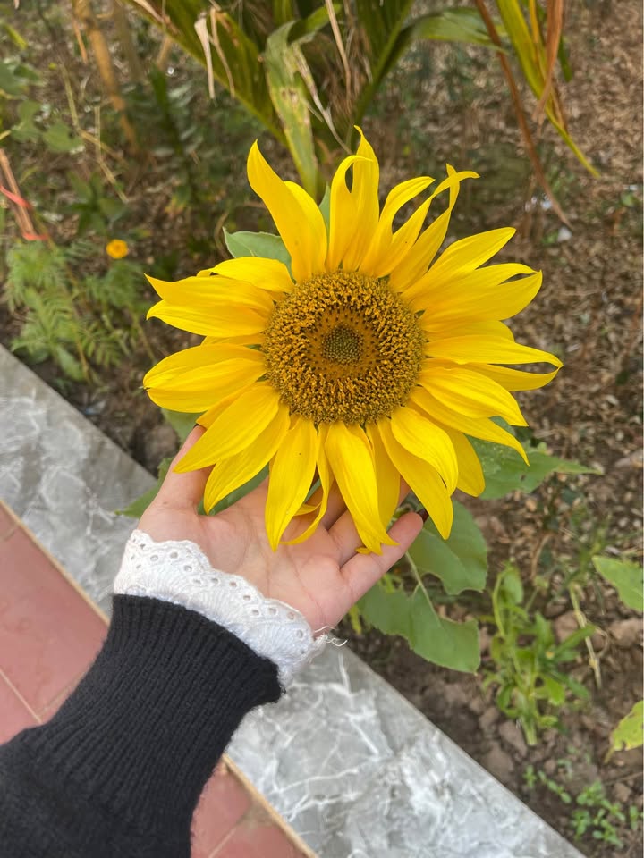 Đất thổ cư Nam Duyên, Thái Đô 100m² chỉ 700 triệu - Vị trí đẹp, tiềm năng cao!