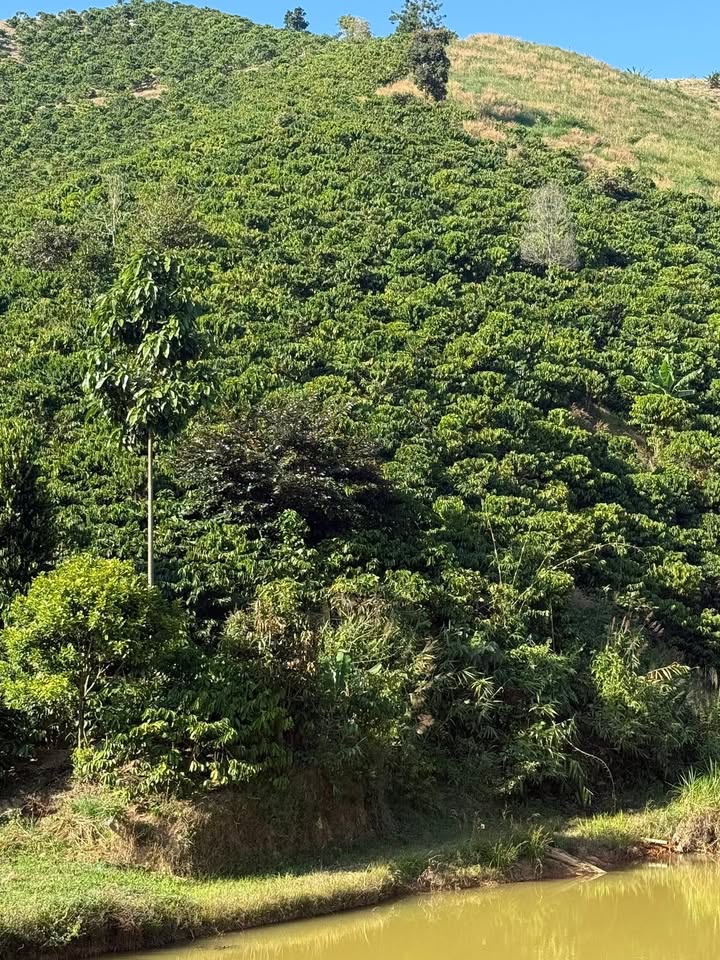 Đất nền 1ha tại Lộc Quảng, Bảo Lâm - Giá chỉ 1.3 tỷ, cơ hội đầu tư tuyệt vời!