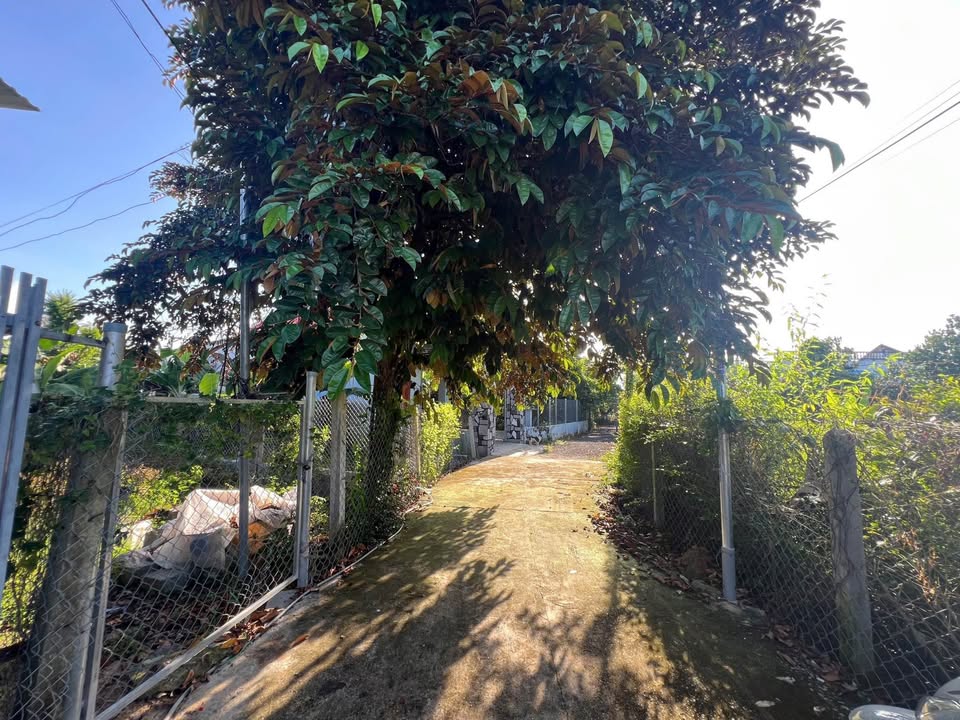 Đất thổ cư 100m² xã Diên Phước, huyện Diên Khánh - Giá chỉ 800 triệu!