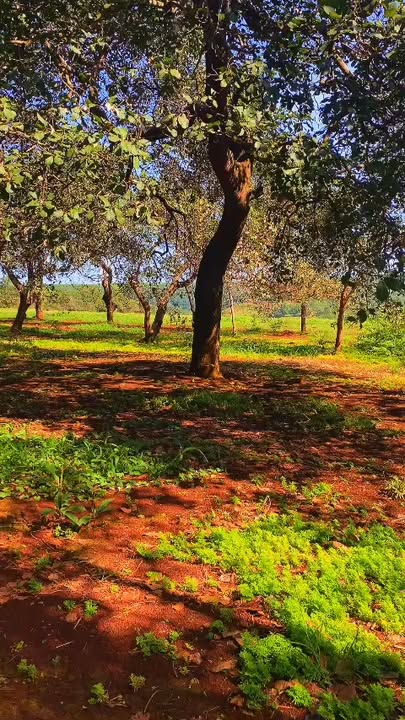 Đất nền 200m² xã Phú Riềng giá 4 tỷ - Cơ hội đầu tư tuyệt vời!