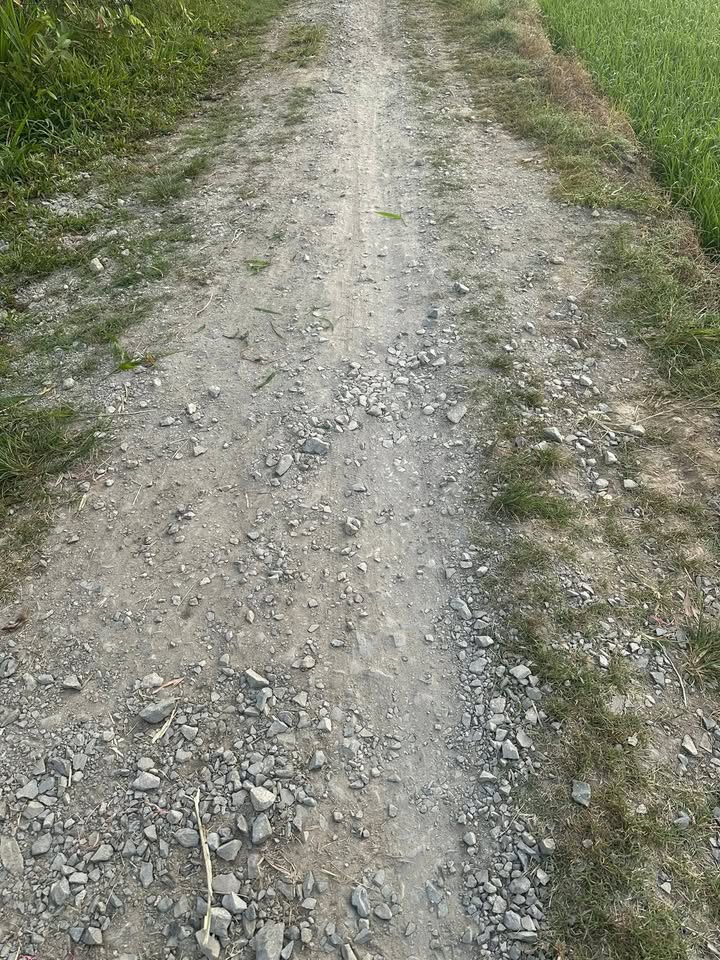 Farm đất 8,4 công tại Trung Thành, Vũng Liêm - Đầu tư hấp dẫn với mít ruột đỏ