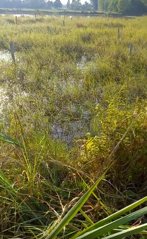 Đất thổ cư 480.9m² tại xã Đông Thành, Tây Ninh - Giá thương lượng hấp dẫn!