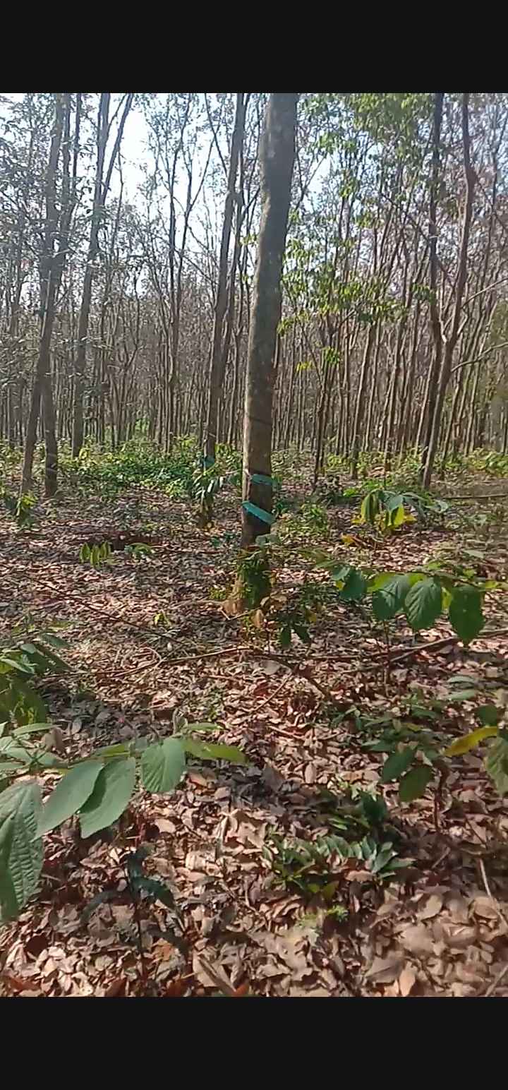 Farm 4ha Tân Hưng, Đồng Phú giá 6 tỷ - Đất đỏ đẹp, đầu tư sinh lời!