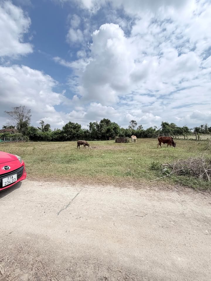 Đất thổ cư 240m² tại Bình Tân, Tây Sơn - Giá tốt cho đầu tư!