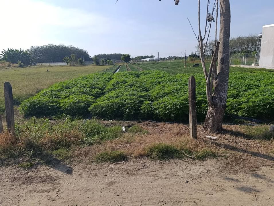 Đất thổ cư An Thới, Trảng Bàng 150m² giá 690 triệu - Đất sạch, không mồ mả!