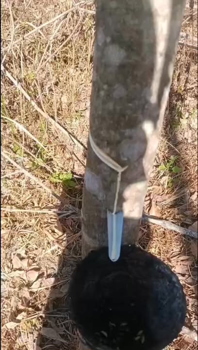 Farm 5ha cao su tại Đắk Hà, Kon Tum - Sổ sách đầy đủ, giá thỏa thuận