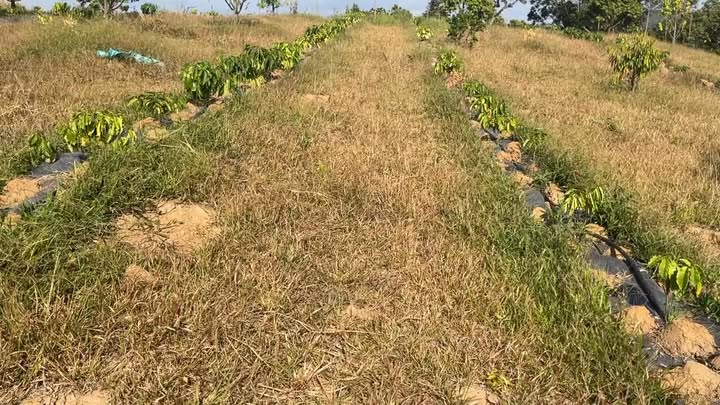 Đất Đắk Ru, Đắk Nông 2,8ha giá 1,4 tỷ - Đầu tư sinh lời ngay!