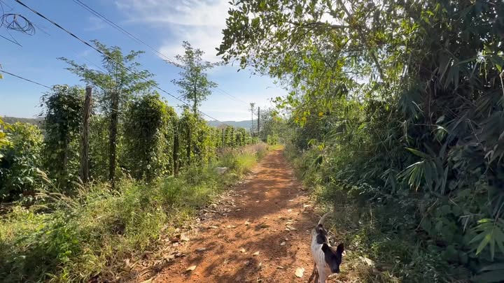 Đất nền 1ha2 Xã Nghĩa Thắng giá 2.8 tỷ - View thoáng, mặt tiền đường ô tô!