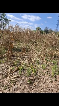 Đất nền 2.2ha tại Ea Kiết, Đắk Lắk giá 1.499 tỷ - Đầu tư sinh lời nhanh!