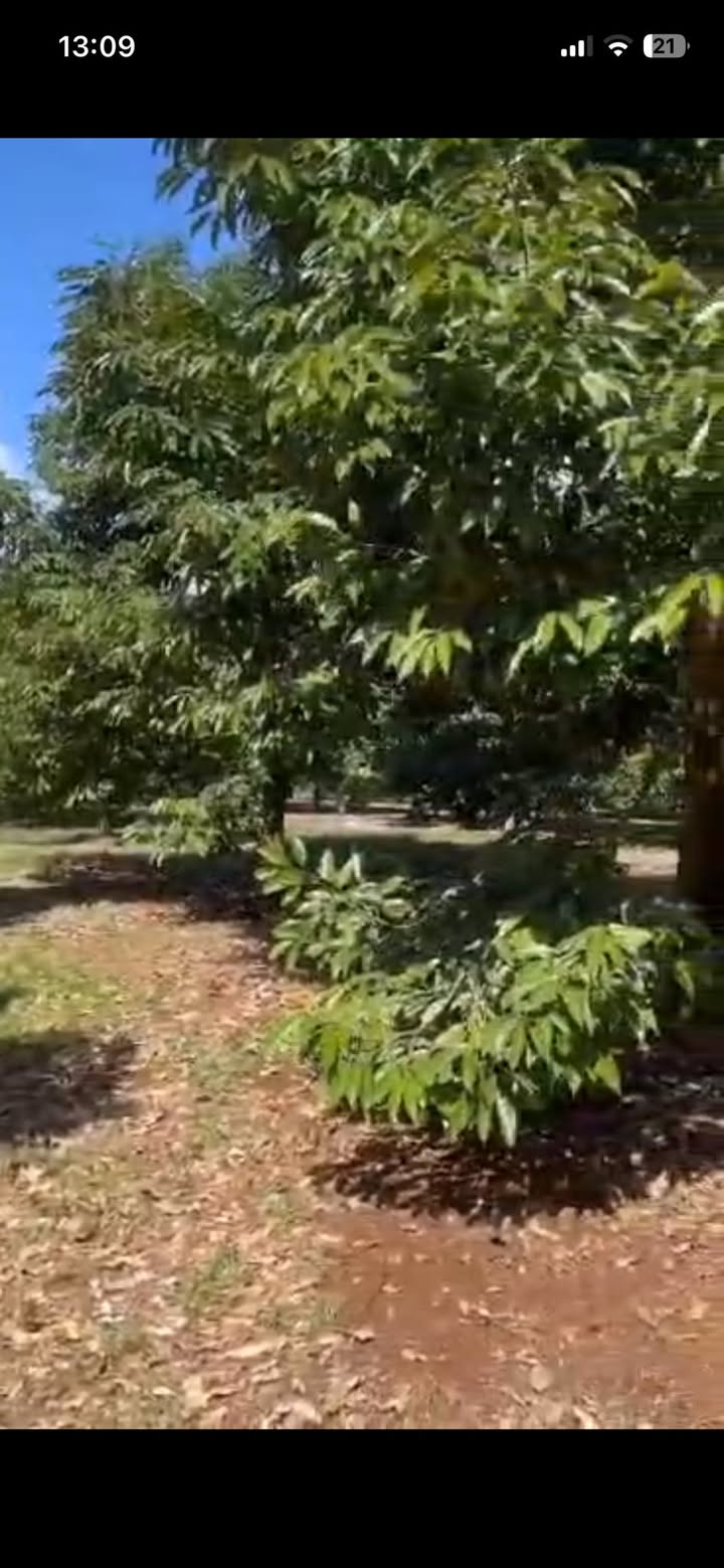 Farm 4ha sầu riêng Cư Prông, Đắk Lắk giá 5 tỷ - Cơ hội đầu tư sinh lời!