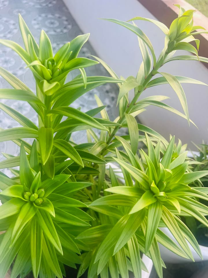 Đất nền TDP Tân Hòa, Thạch Hà 618m² giá chỉ 1.35 tỷ - Đầu tư sinh lời lý tưởng!