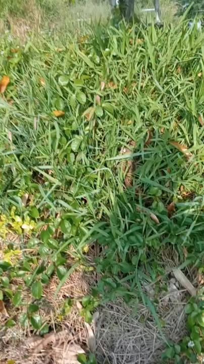 Đất nền An Cư, Cái Bè 3900m² giá 550 triệu - Cơ hội đầu tư tuyệt vời!