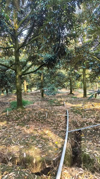 Đất vườn sầu riêng Hiệp Đức 9000m² giá 7 tỷ - Đầu tư sinh lời ngay!