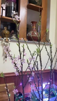 Đất chính chủ phường Tam Điệp 240m² giá chỉ 1 tỷ - Cơ hội đầu tư tuyệt vời!