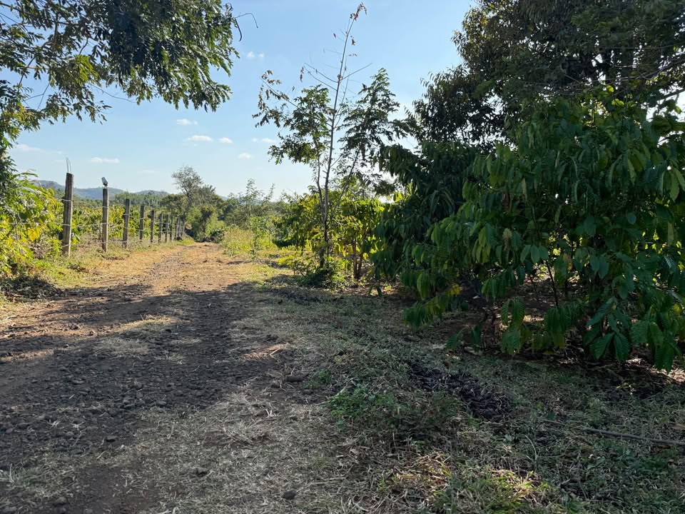 Đất nền Hòa Khánh 360m² giá chỉ 400 triệu - Đầu tư sinh lời tiềm năng!