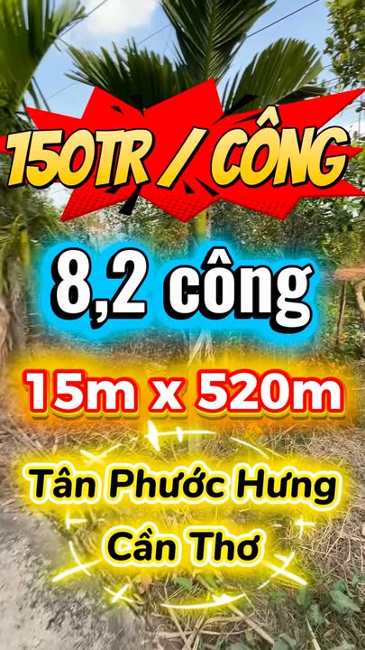 Đất nền xã Tân Phước Hưng, Cần Thơ 8200m² giá 12.3 tỷ - Cơ hội đầu tư hấp dẫn!
