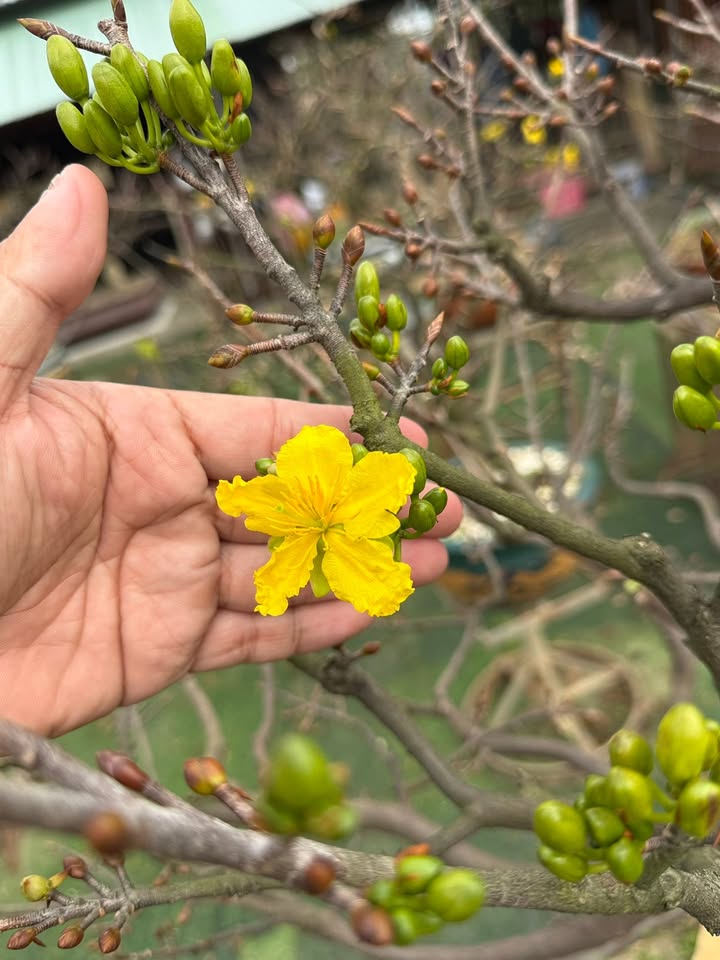 Đất nền Epic Town Đà Nẵng 100m² giá 1 tỷ - Sổ hồng chính chủ, đầu tư sinh lời!