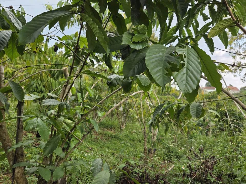 Đất nền 7200m² tại xã Lộc Nga, Bảo Lộc chỉ 1.35 tỷ - Đầu tư sinh lời ngay!