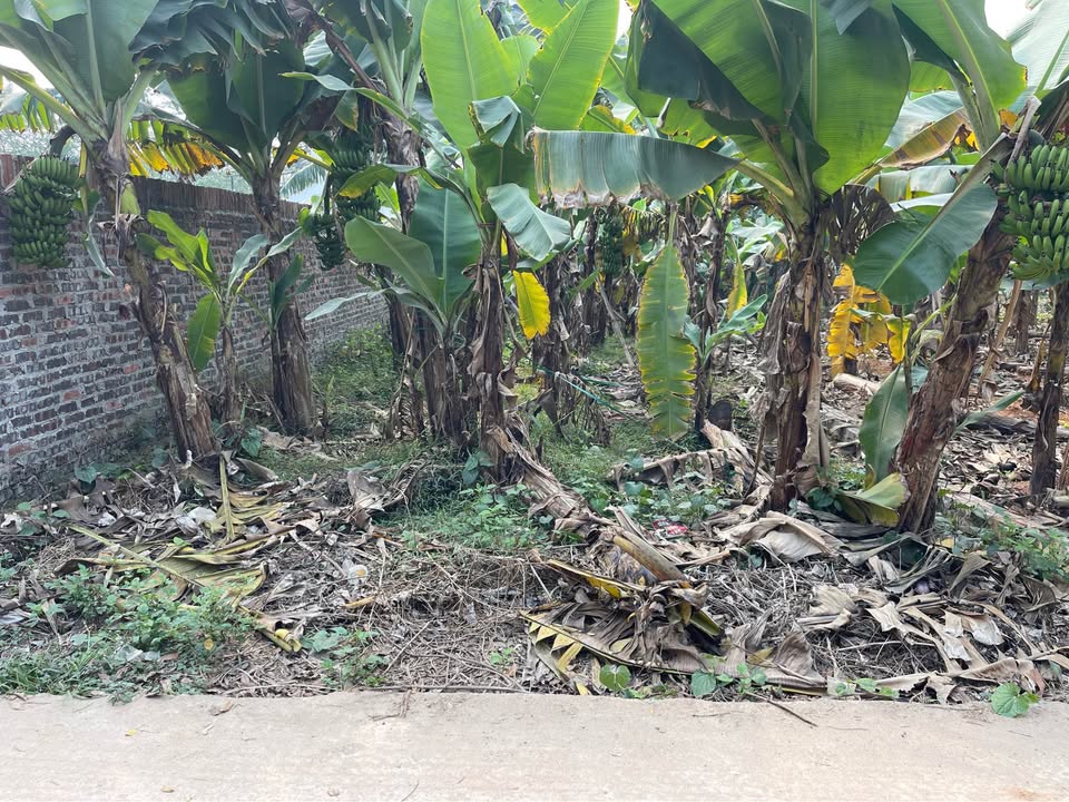 Đất nền xã Tam Quan, huyện Tam Đảo 100m² giá chỉ 8xx triệu - Đầu tư sinh lời hấp dẫn!