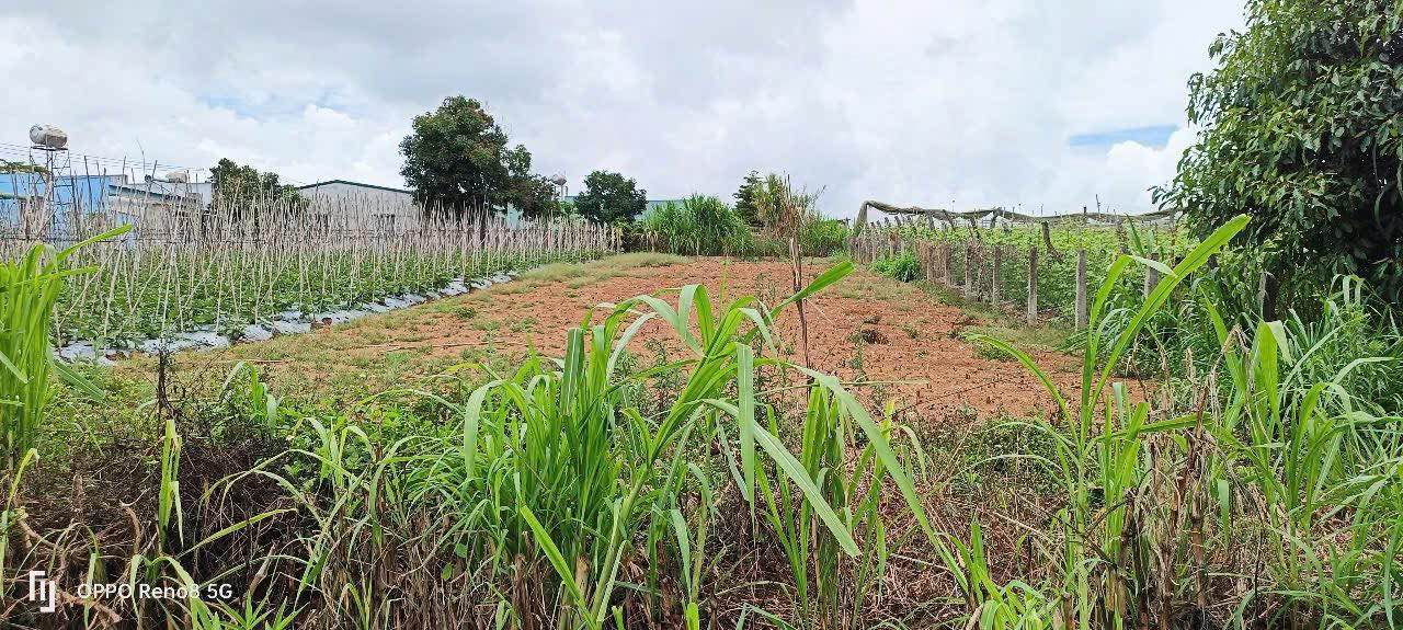 Đất thổ cư Nghĩa Hiệp, Đơn Dương 72m² giá 800 triệu - View đẹp, gần chợ