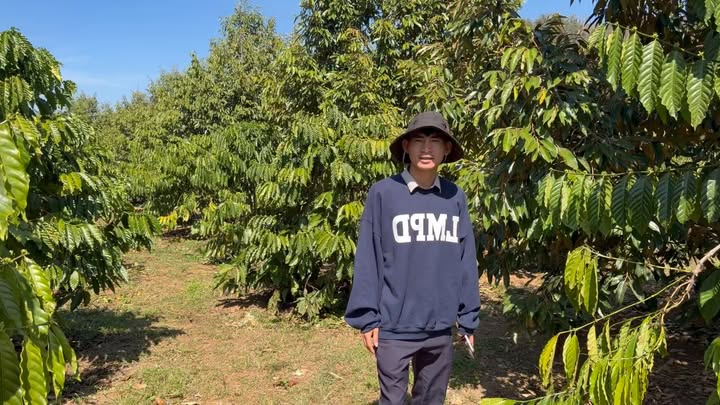 Farm 14,000m² tại Kiến Đức, Đắk Nông giá 2.6 tỷ - Đất trồng cây lâu năm, sổ hồng chính chủ!