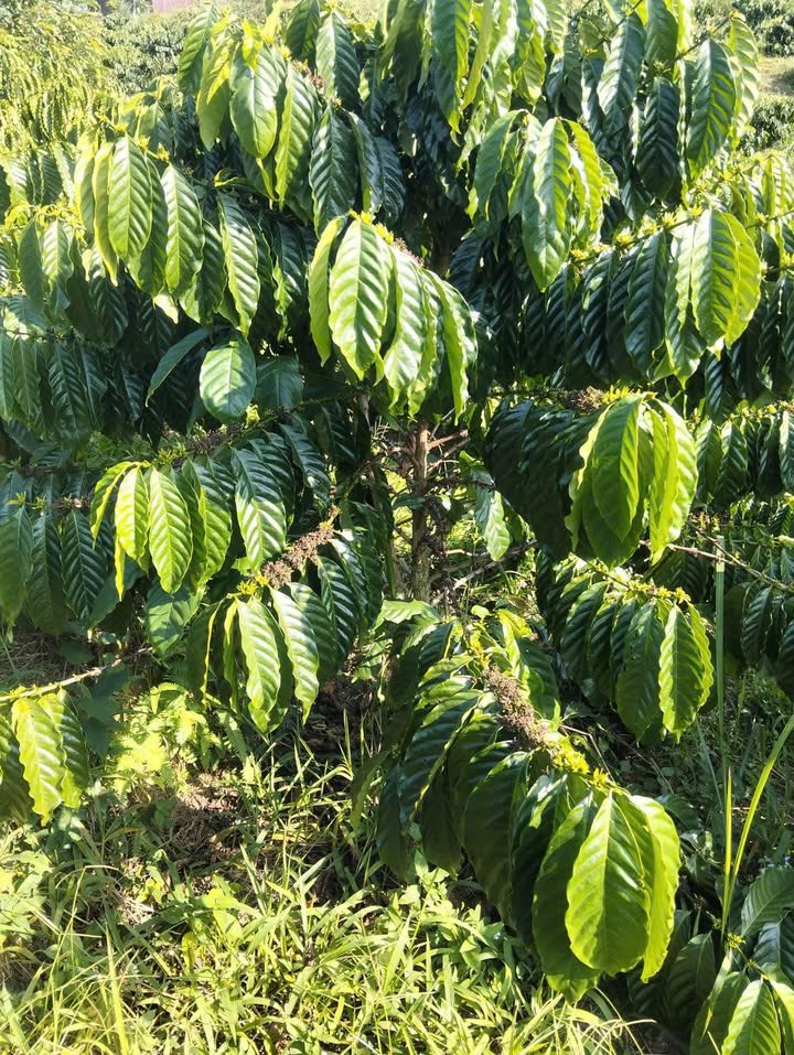 Đất farm 8 sào tại Krông Nô, Đắk Lắk chỉ 1 tỷ - Cơ hội đầu tư tuyệt vời!