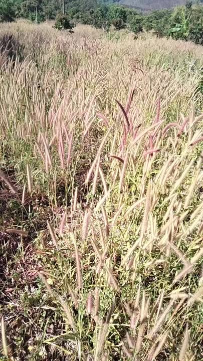 Đất nền 18.000m² tại Xã Quảng Tâm, Tuy Đức giá 450 triệu - Cơ hội đầu tư hấp dẫn!