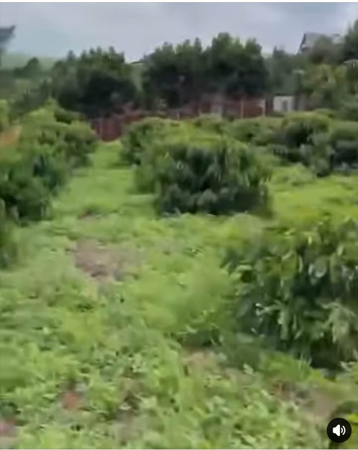 Đất nền xã Lộc Nga, Bảo Lộc 17.000m² giá 1.19 tỷ - Cơ hội đầu tư hấp dẫn!