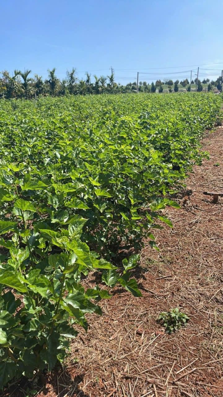 Farm 3600m² tại Hồ Phúc Hưng, Lâm Hà - Cho thuê giá 40 triệu/năm, nước tưới thoải mái!