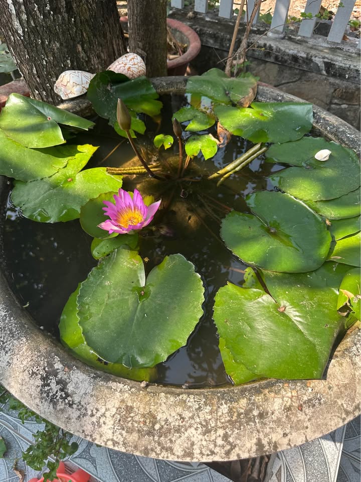 Đất thổ cư xã Phước Thuận, huyện Xuyên Mộc, 170m² giá 1.35 tỷ - Sổ hồng chính chủ!