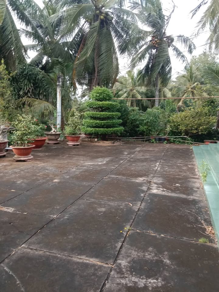 Farm tại Xã Định Trung, Huyện Bình Đại, 20.000m² - Giá chỉ 2.5 tỷ, nội thất tặng kèm!